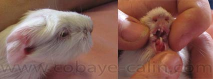 Syndrome de Merle cobaye