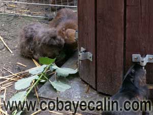 Cobaye C&acirc;lin