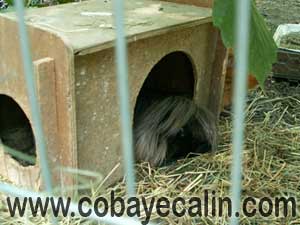Cobaye C&acirc;lin