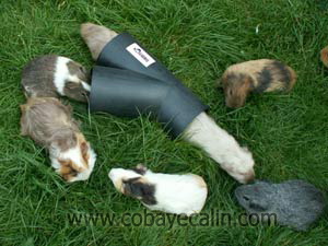 embouteillage de cobayes 