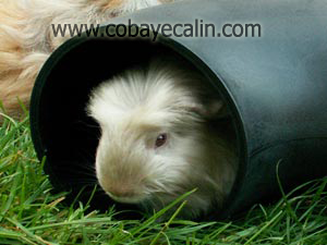 coudachon: un must pour les rongeurs