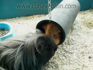 deux cobayes et leur tubachon