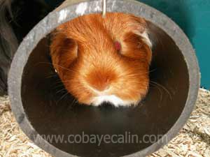 un cobaye heureux dans son tuyau: Tubachon