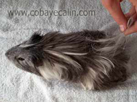 chute de poils chez le cuy