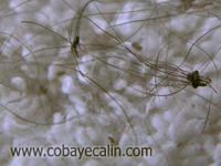 essuie-&eacute;ponge avec poils et puces