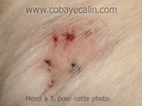 morsure chez le cobaye