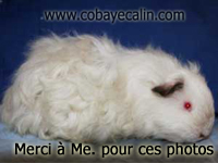 le m&ecirc;me cobaye plus tard