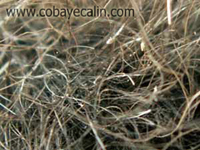 pellicules dues aux puces