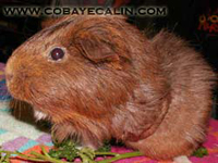 apr&egrave;s amputation