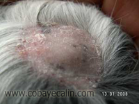 teigne chez le cobaye