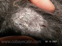teigne chez le cobaye