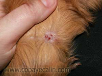 la teigne, &ccedil;a gratte