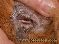 teigne rentrant dans l'oreille