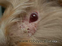 teigne du bord de l'oeil