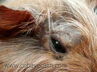 teigne du bord de l'oeil