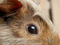 teigne du bord de l'oeil, traitement