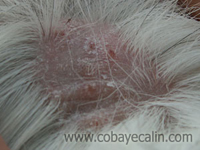 teigne chez le cobaye